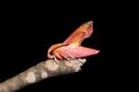 Deilephila porcellus