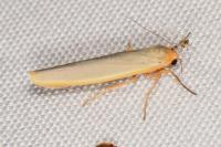 Manulea complana
