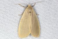 Collita griseola