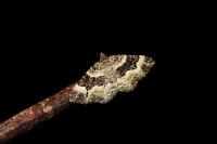 Epirrhoe alternata