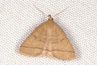 Herminia tarsipennalis