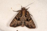 Mesapamea secalella/secalis
