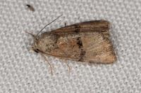 Mesoligia furuncula