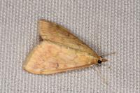 Ostrinia nubilalis