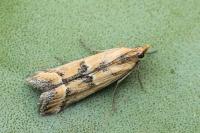 Ancylosis imitella