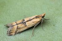Ancylosis imitella