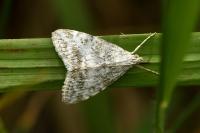 Evergestis sophialis