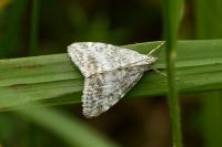Evergestis sophialis