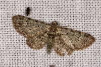 Pasiphila rectangulata