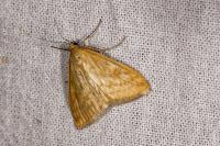 Ostrinia nubilalis