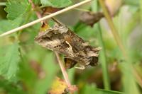 Autographa gamma