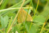 Mecyna lutealis