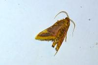 Hypsopygia costalis
