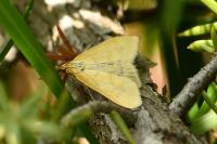 Mecyna lutealis