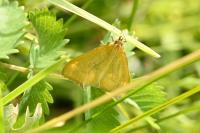 Mecyna lutealis