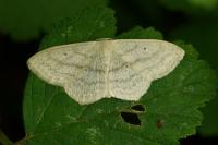 Scopula nigropunctata
