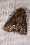 Oligia