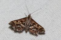 Diasemia reticularis