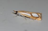 Catoptria pinella