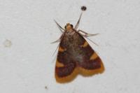 Hypsopygia costalis