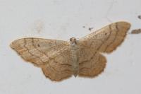 Idaea aversata