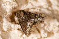 Oligia strigilis