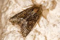 Oligia strigilis