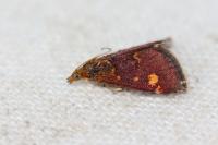 Pyrausta aurata