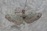 Pasiphila rectangulata