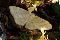 Idaea deversaria