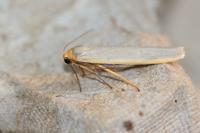 Manulea complana