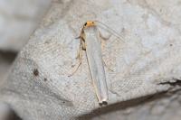 Manulea complana