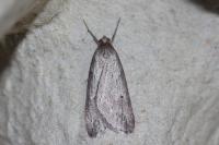 Pachycnemia hippocastanaria hippocastanaria