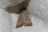 Ipimorpha subtusa
