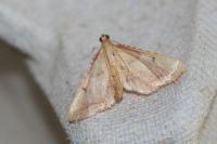 Endotricha flammealis
