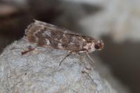Dioryctria