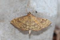 Anania verbascalis