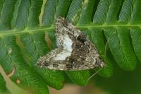 Deltote pygarga