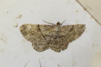 Peribatodes rhomboidaria rhomboidaria