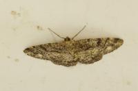 Parectropis similaria