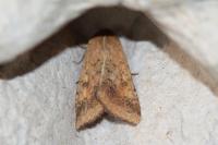 Helicoverpa armigera