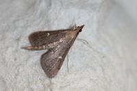 Dolicharthria punctalis