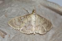 Patania ruralis