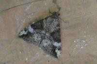 Hypena obsitalis