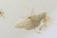Idaea biselata