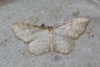 Idaea fuscovenosa