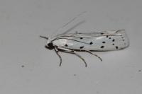 Myelois circumvoluta