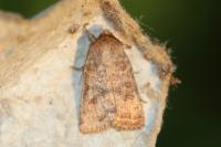 Hoplodrina octogenaria