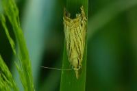 Chrysoteuchia culmella
