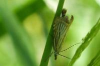 Chrysoteuchia culmella